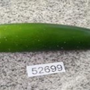 DEC concombre artificiel en plastique