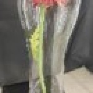 DEC vase en vitre 12x35cm