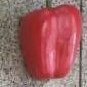 DEC poivron rouge artificiel