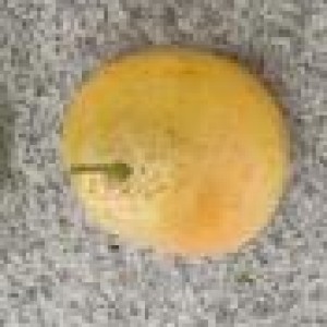 DEC poire jaune artificielle