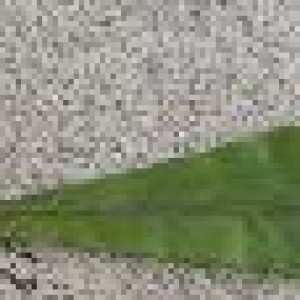 FLE verdure artificiel feuille verte