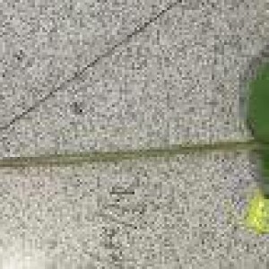 FLE verdure artificiel