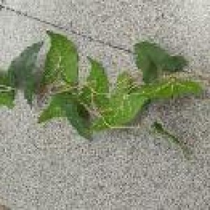 FLE verdure artificiel grimpante