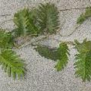 FLE verdure artificiel grimpante