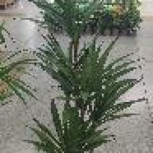FLE plante artificielle