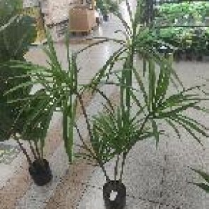 FLE plante artificielle