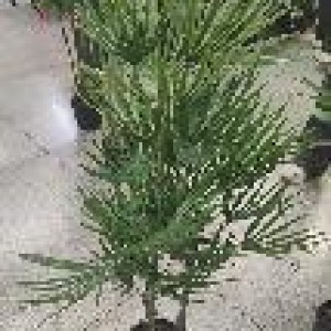FLE plante artificielle