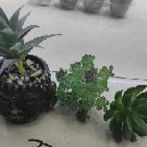 DEC pot avec plante bouddha bronze