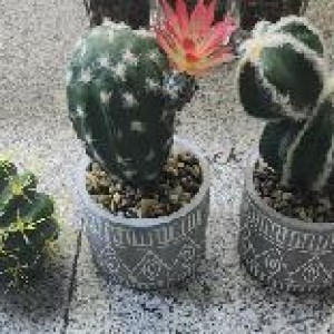 DEC plante artificiel pot gris cactus ass.