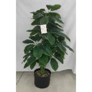 FLE plante artificielle 