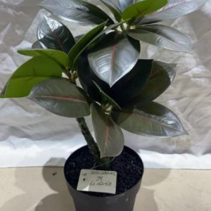 JAR plante artificielle pot et sable noir 25cm
